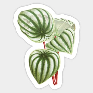 Watermelon Peperomia - Botanical Illustration Sticker